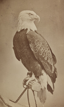 American Eagle Hero Art